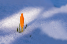 Orange flower bud popping up through snow.